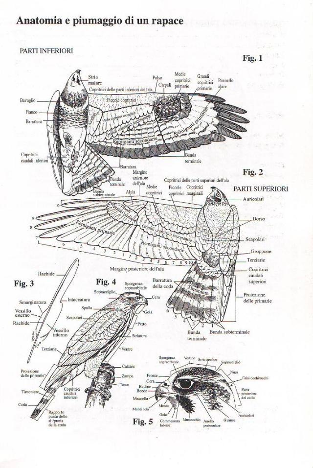 Anatomia e piumaggio di un rapace