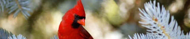 cropped-northern_cardinal_by_jay_co-d3kt22n2.jpg