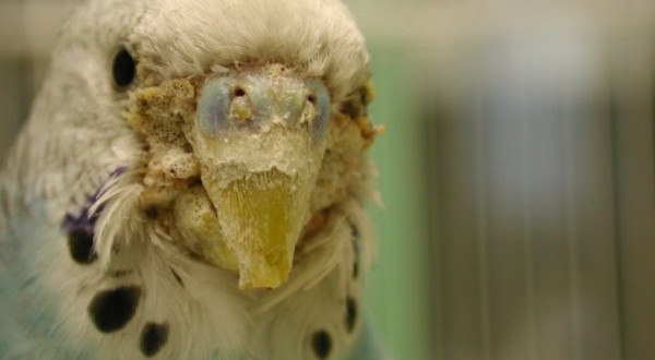 scabbia-nei-cocorite1-600x330