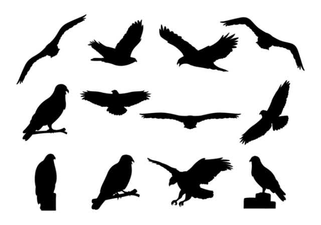 buzzard-silhouettes-vector