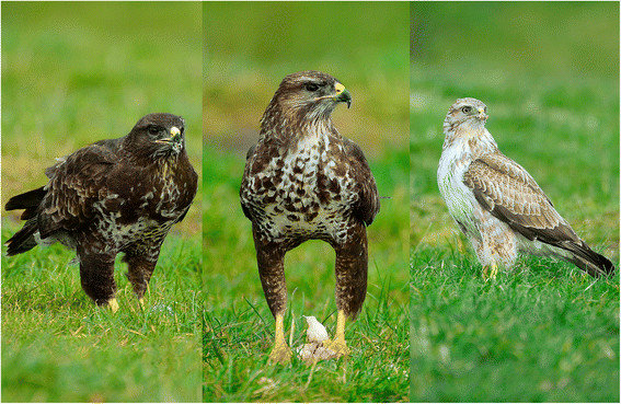 The-three-morphs-of-the-common-buzzard-The-dark-morph-left-has-dark-head-heavily.png
